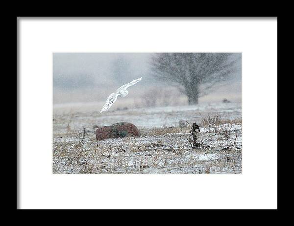Rural Framed Print featuring the photograph Snowy Owl in Flight 3 by Gary Hall