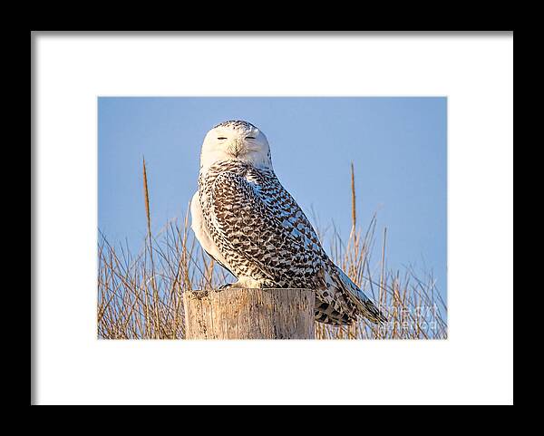 Snowy Owl Framed Print featuring the photograph Snowy Owl by Janice Drew