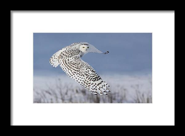 Wildlife Framed Print featuring the photograph Snowy Owl by Mircea Costina