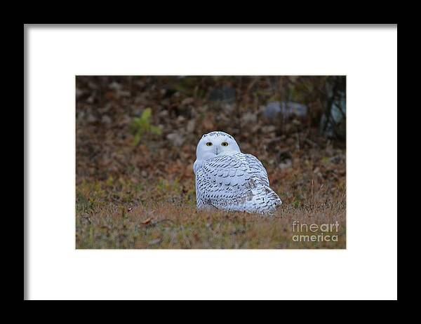 Owls Framed Print featuring the photograph Snowy Owl by Sandra Updyke