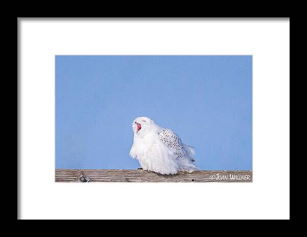 Dakota County Framed Print featuring the photograph Snowy Owl Screech by Joan Wallner