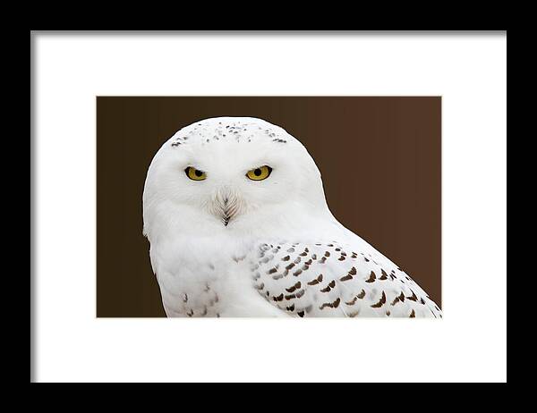 Snowy Owl Framed Print featuring the photograph Snowy Owl by Steve Stuller