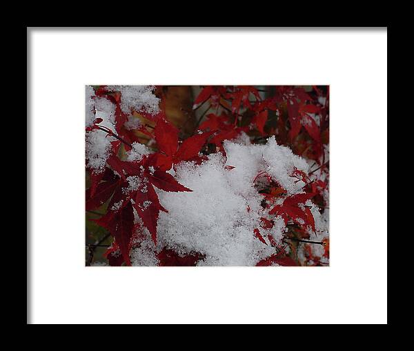 Red Framed Print featuring the photograph Snowy Red Maple by Shirley Heyn