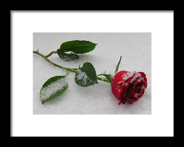 Rose Framed Print featuring the photograph Richard's Rose by Lori Lafargue