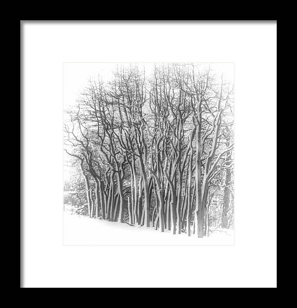 Trees Framed Print featuring the photograph Snowy Wood by Cathy Kovarik