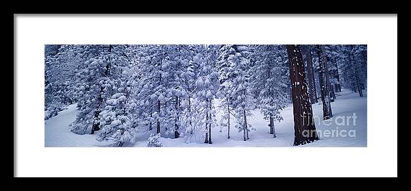 Snow Framed Print featuring the photograph Snowy Woods by Wernher Krutein