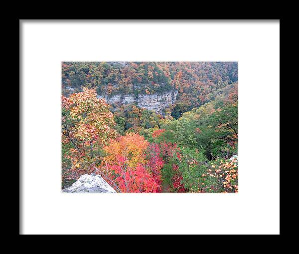 Fall Framed Print featuring the photograph So Many Trees by Aaron Martens