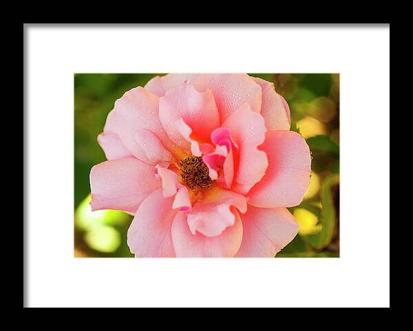 Jigsaw Puzzle Framed Print featuring the photograph So Pretty Rose by Carole Gordon