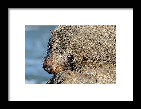Seal Framed Print featuring the photograph So Sad by Werner Padarin