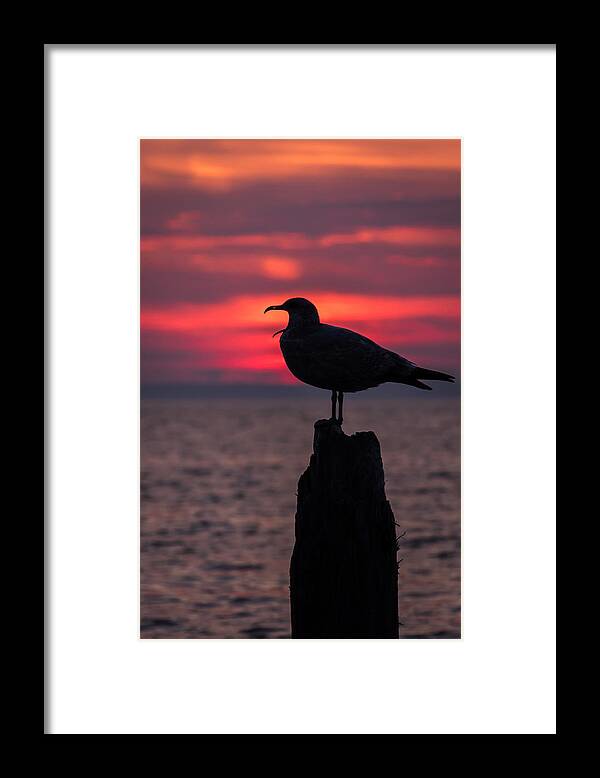 Terry D Photography Framed Print featuring the photograph So Tired Seagull Seaside Park NJ by Terry DeLuco