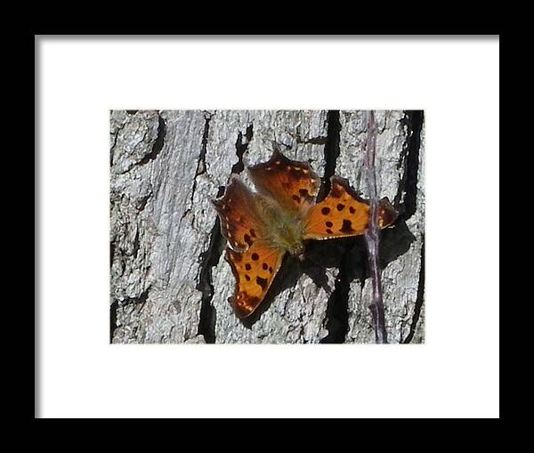 Moth Framed Print featuring the photograph Soakin up the autumn sun by Peggy King