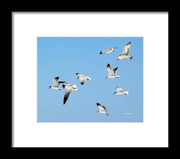 Birds Framed Print featuring the photograph Soaring by Athala Bruckner