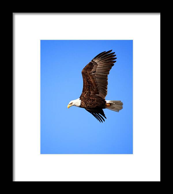 Bald Eagle Framed Print featuring the photograph Soaring Bald Eagle by Al Mueller