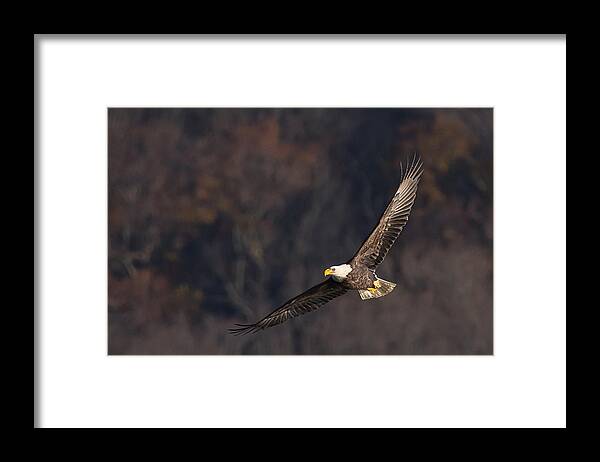 Photograph Framed Print featuring the photograph Soaring by Cindy Lark Hartman