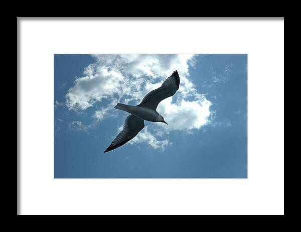 Sea Gull Framed Print featuring the photograph Soaring Gull by Frank Mari