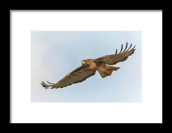 Hawk Framed Print featuring the photograph Soaring Hawk 2 by Angie Vogel