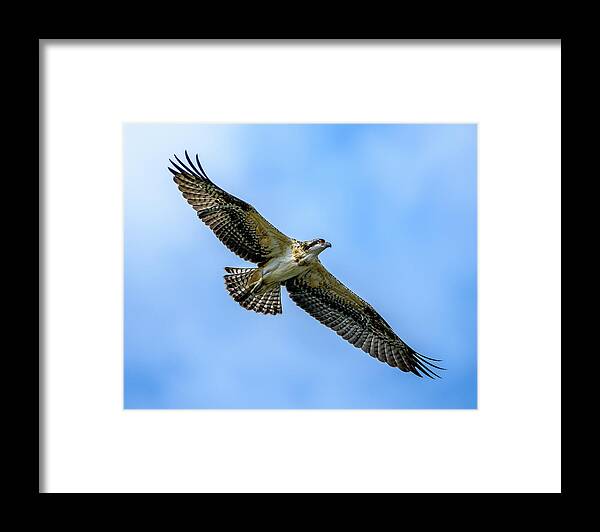 Osprey Framed Print featuring the photograph Soaring High by Jerry Cahill