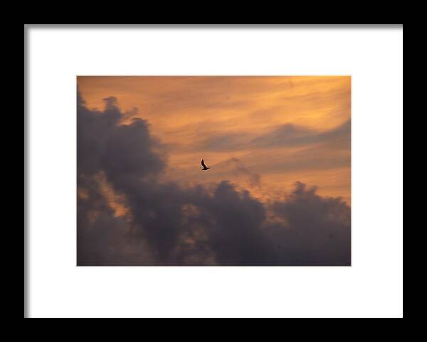 Bird Framed Print featuring the photograph Soaring into the Sunset by Richard Bryce and Family