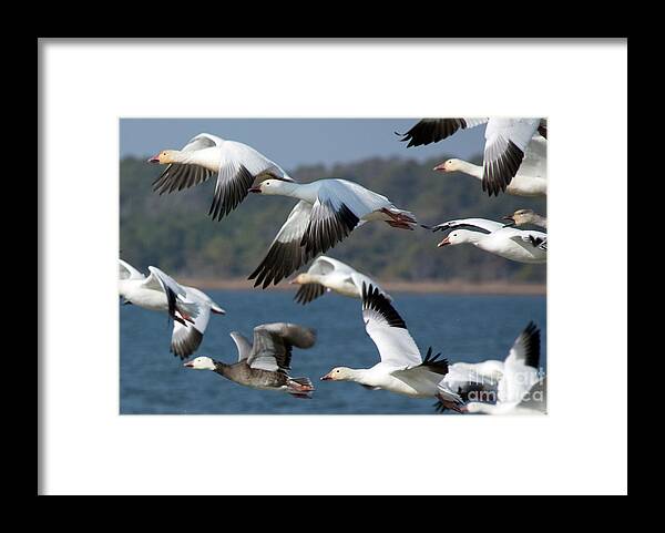 Snow Geese Framed Print featuring the photograph Soaring on the Wing by Karen Jorstad