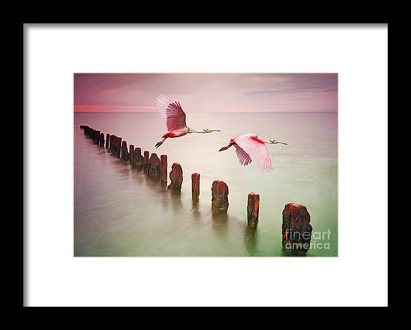Roseate Spoonbills Framed Print featuring the photograph Soaring Spoonbills by Laura D Young