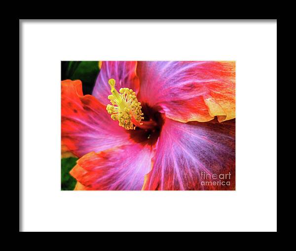 Hibiscus Framed Print featuring the photograph SoCal Hibiscus by Becqi Sherman