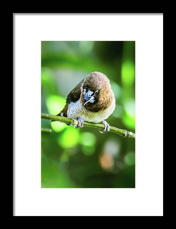 Animal Framed Print featuring the photograph Society finch by SAURAVphoto Online Store