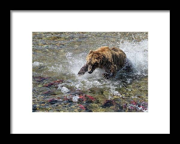 Alaska Framed Print featuring the photograph Sockeye in Sight by Cheryl Strahl