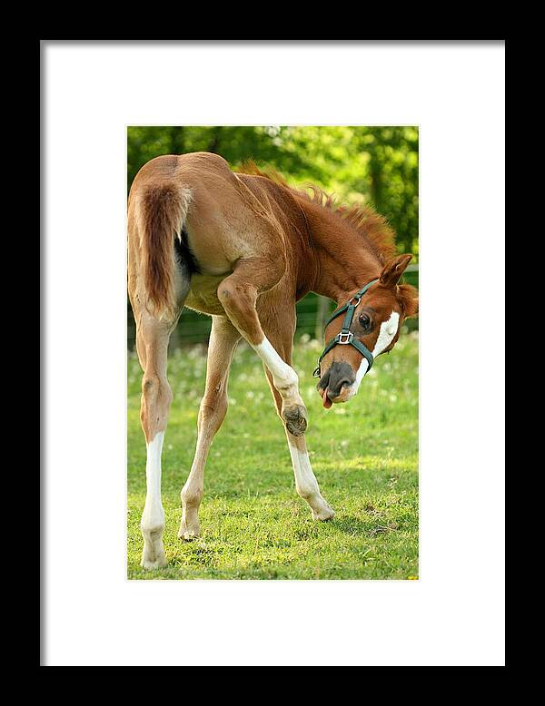 Horse Framed Print featuring the photograph So....Close.... by Angela Rath