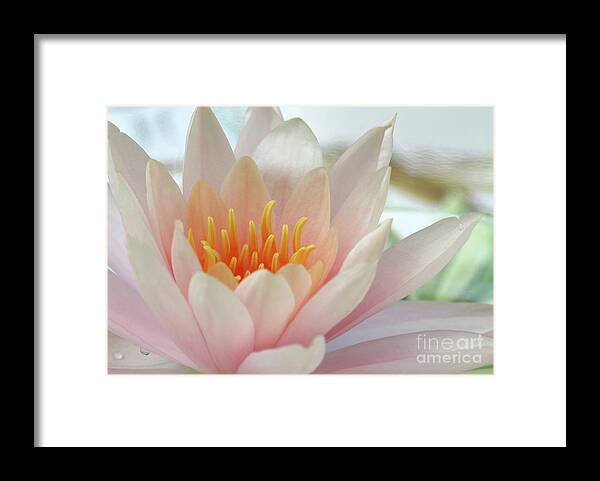 Flower Framed Print featuring the photograph Soft and Delicate Water Lily #1 by Sabrina L Ryan
