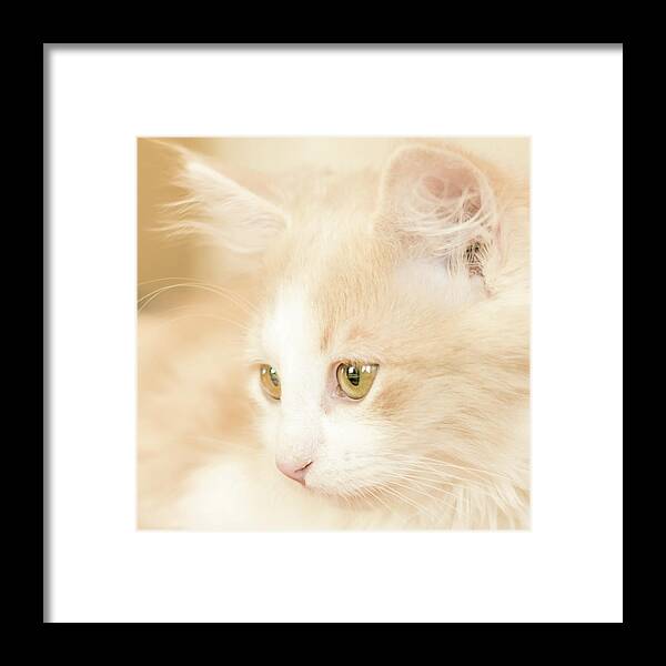 Kitty Framed Print featuring the photograph Soft and Dreamy by Jennifer Grossnickle