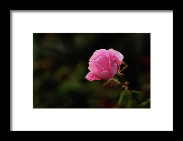 Rose Framed Print featuring the photograph Soft and Pink on Dark by Mary Jo Allen