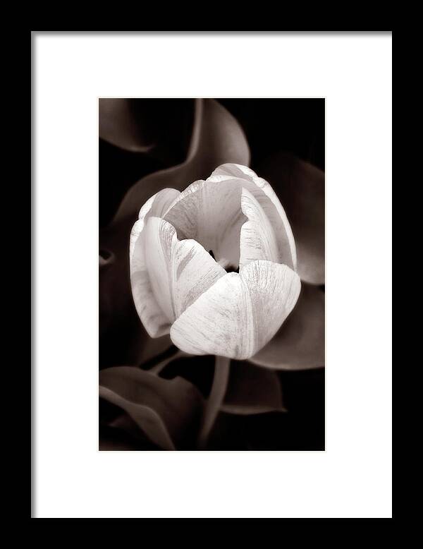 Black Framed Print featuring the photograph Soft and Sepia Tulip by Marilyn Hunt
