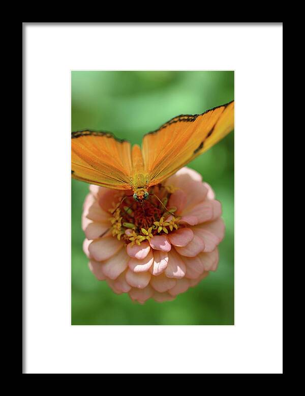 Butterfly Framed Print featuring the photograph Soft Landing by Mary Anne Delgado