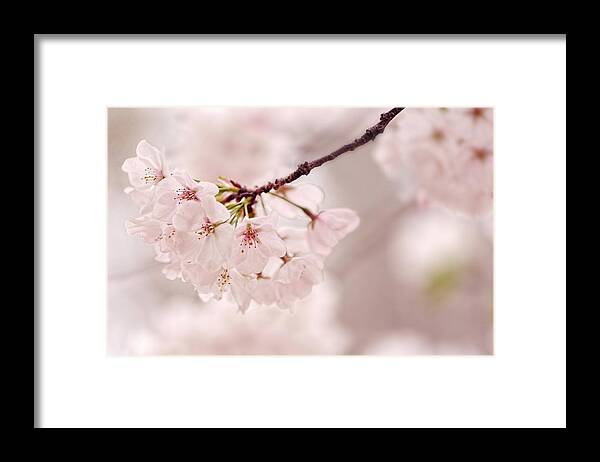 Flower Photography Framed Print featuring the photograph Soft Medley by Mary Buck