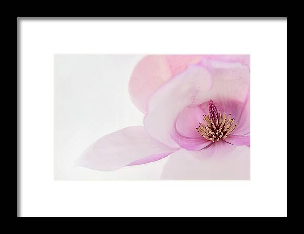 Japanese Magnolia Framed Print featuring the photograph Soft Nest by Mary Jo Allen