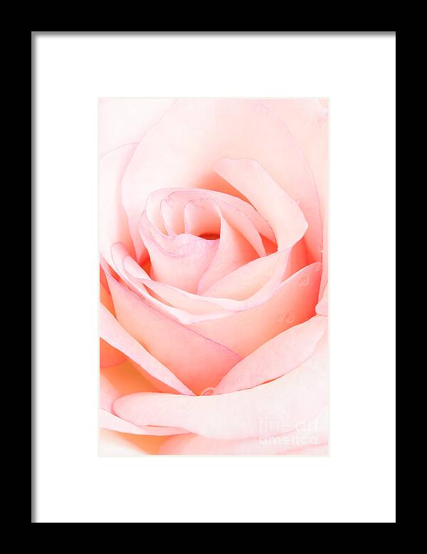 Anniversary Framed Print featuring the photograph Soft Pink by Greg Summers