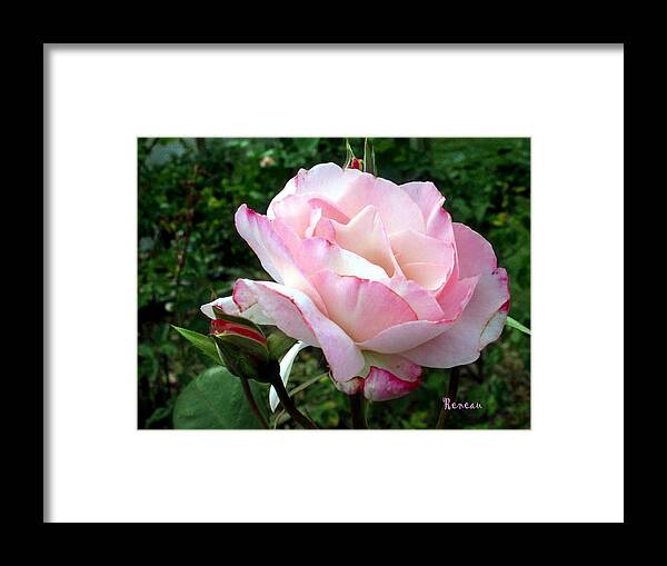 Oses Framed Print featuring the photograph Soft Pink Rose by A L Sadie Reneau