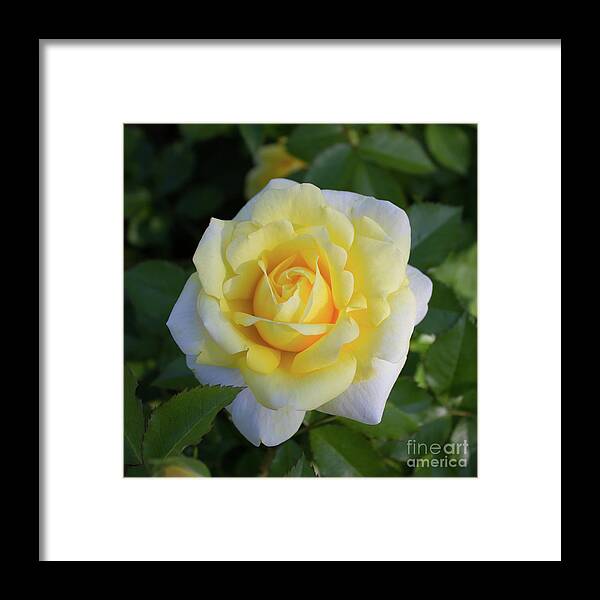 Yellow Rose Framed Print featuring the photograph Soft Smile by Sudakshina Bhattacharya