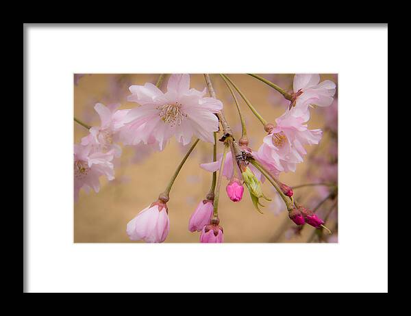 Duke University Framed Print featuring the photograph Soft Spring Blossoms by Joni Eskridge