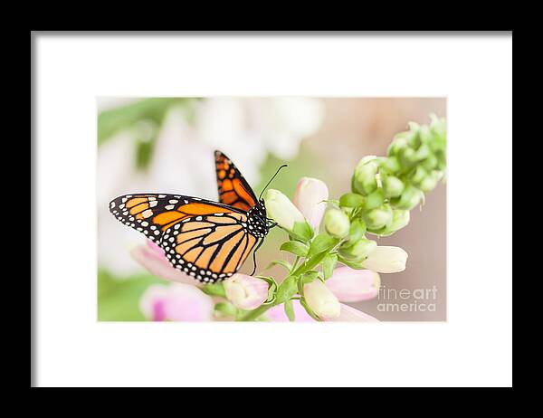 Monarch Butterfly Framed Print featuring the photograph Soft Spring Butterfly by Ana V Ramirez