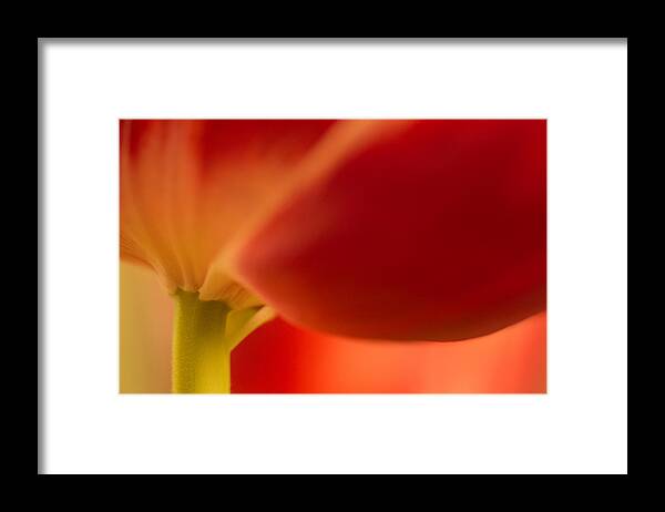 Tulip Framed Print featuring the photograph Soft tulip by Bob Cournoyer