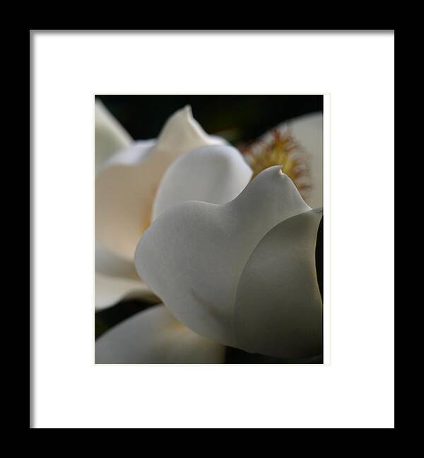 Magnolia Framed Print featuring the photograph Soft White by Kim