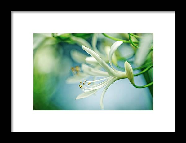 Soft Framed Print featuring the photograph Soft White by Nailia Schwarz