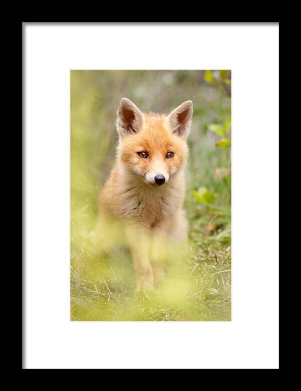 Fox Framed Print featuring the photograph SoftFox by Roeselien Raimond