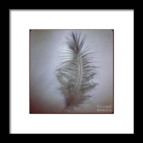 Feather Framed Print featuring the photograph Softly As You Go by Denise Railey