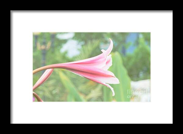 Flowers Framed Print featuring the photograph Softly colored by Merle Grenz