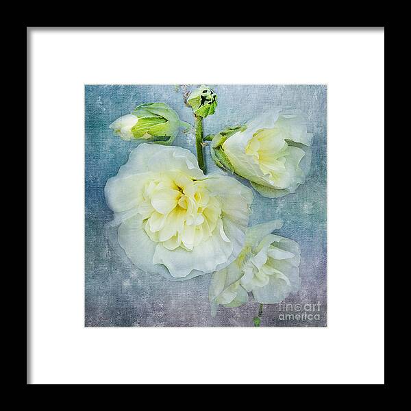 Floral Framed Print featuring the photograph Softly in Blue by Betty LaRue