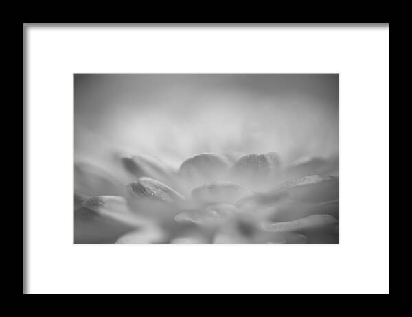 Flower Framed Print featuring the photograph Softly Radiant by Lori Burgoyne