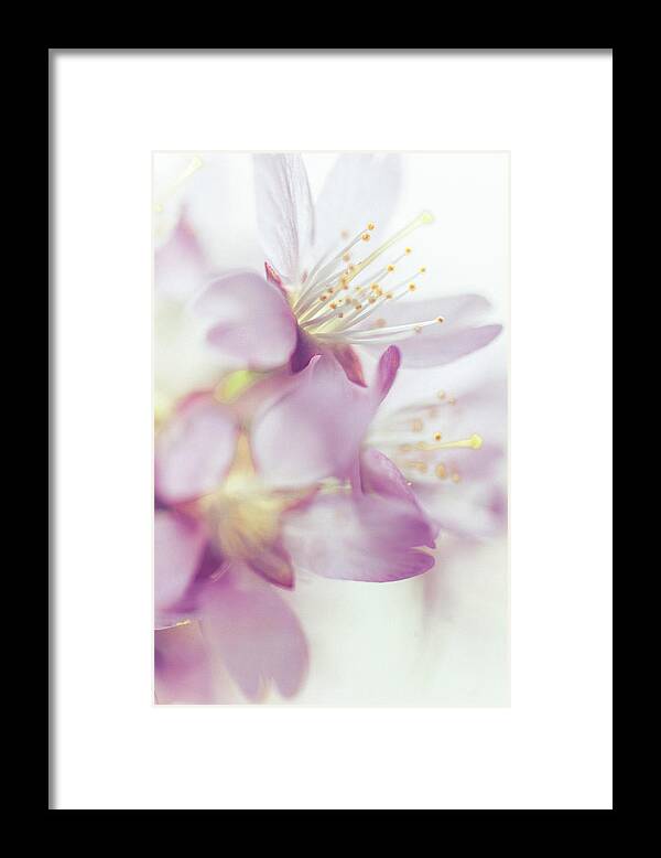 Jenny Rainbow Fine Art Photography Framed Print featuring the photograph Softly Spoken. Spring Sakura Blossom by Jenny Rainbow