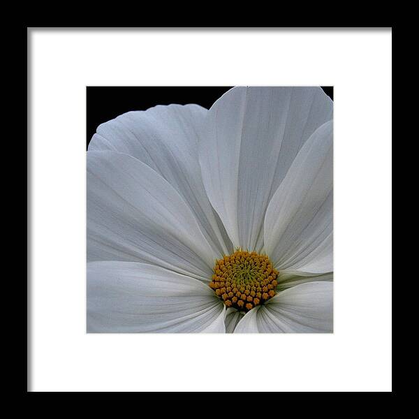 Flower Framed Print featuring the photograph Softly White by Marilynne Bull